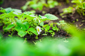 Blooming strawberries close up. Growing strawberries in the home garden