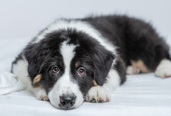 Unhappy Australian shepherd puppy lying on a bed at home