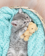 Playful tiny kitten hugs favorite toy bear inside a basket. Top dow view