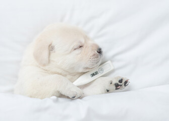 Fototapeta na wymiar Sick golden retriever puppy sleeps on a bed at home with a thermometer under it paw. Top down view
