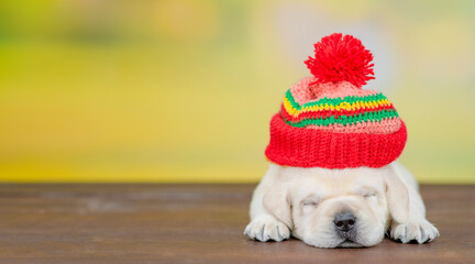 Golden retriever puppy wearing  warm hat sleeps at summer park. Empty space for text