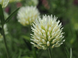 クリーム色のキバナクローバー