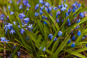 blue spring flowers