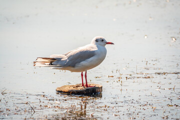 Black-headed gull, lat. Chroicocephalus ridibundus, sits on the river shore