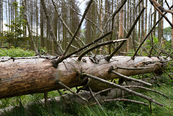 Waldsterben