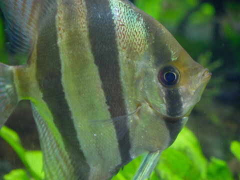 altum angelfish swimming in Fish Tank Aquarium 