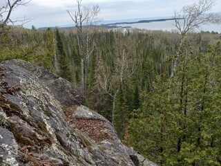 pine tree in the mountains