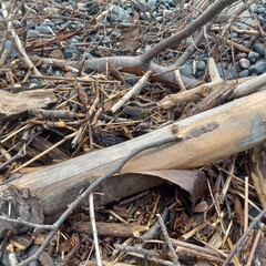 log on the ground