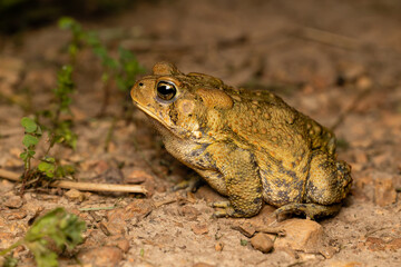 Toad