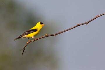 American Goldfinch Perched