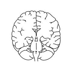 Coronal section of the human brain. Realistic Brain illustration isolated on white background. 