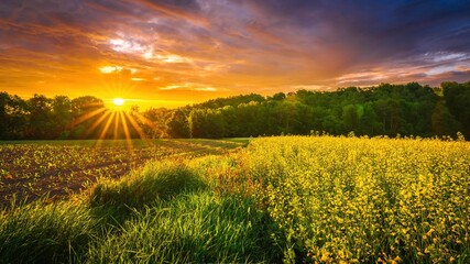 Wiosenne żółte pola rzepaku o wiosennym poranku i wschodzie słońca