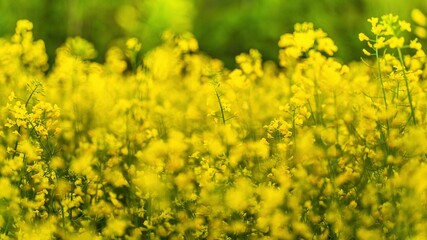 Wiosenne żółte pola rzepaku kwitnące na wsi  - obrazy, fototapety, plakaty