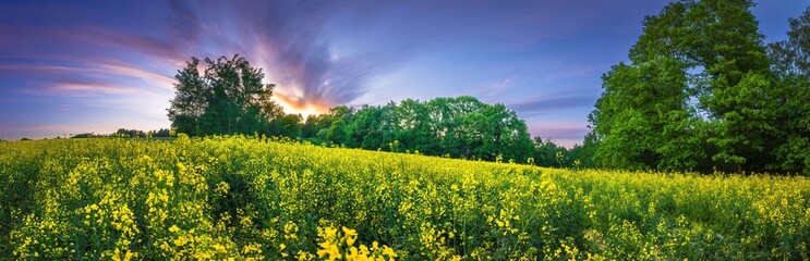 Wiosenne żółte pola rzepaku kwitnące na wsi  © Michal45