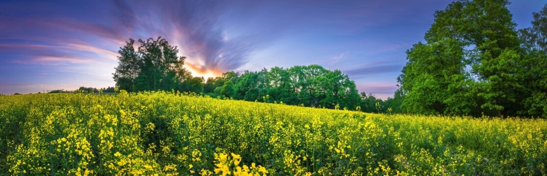 Wiosenne ż&oacute;łte pola rzepaku kwitnące na wsi 