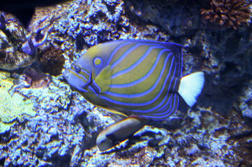 Fototapeta na wymiar Chaetodontoplus septentrionalis, the blue-striped angelfish and bluelined angelfish, is a species of marine ray-finned fish, swimming in fish tank aquarium