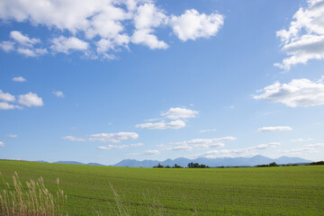 Fototapeta na wymiar 秋の晴れた日の緑の麦畑と山並み　十勝岳連峰 