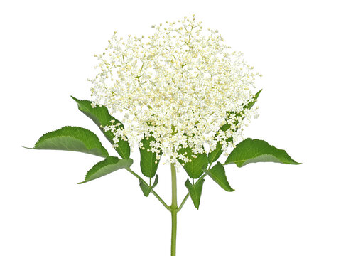 White flower of black elder tree isolated, Sambucus nigra