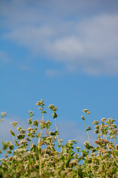 白い蕎麦の花と青空 © まり子 佐藤