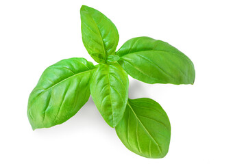 Basil leaf isolated. Fresh green  basil herb on white background, close up..