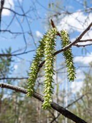 Branch of Common aspen with female inflorescences in the spring in the forest, Populus tremula, vertical photo, selective focus.