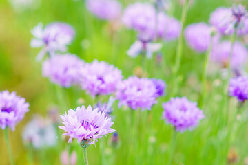 紫色の花の咲く風景