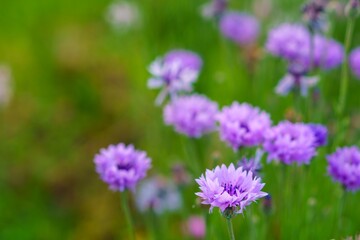 紫色の花の咲く風景