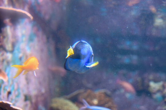 Blue tang fish also known as Paracanthurus hepatus is a species of Indo-Pacific surgeonfish, swimming in fish tank aquarium