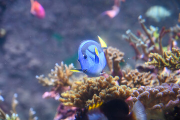 Fototapeta na wymiar Blue tang fish also known as Paracanthurus hepatus is a species of Indo-Pacific surgeonfish, swimming in fish tank aquarium