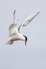 Common tern