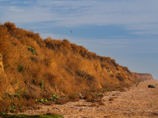 A clay seashore overgrown with dry grass near the sandy water edge