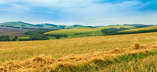 After harvesting. Straw field panorama