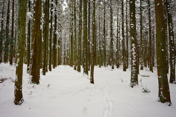 snowy cedar woods