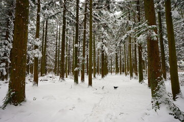 snowy forest and crow