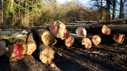 Tas de troncs d'arbres coupés © rayman7
