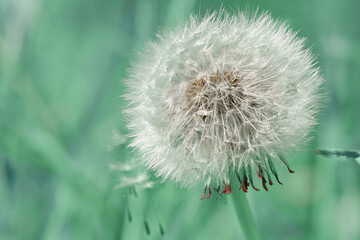 Fototapeta premium Fluffy dandelion closeup with blurred toned background