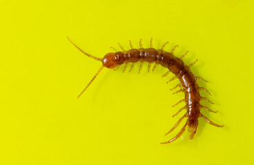 Centipede isolated on yellow background.
