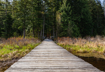 Fototapeta na wymiar Eco path wooden walkway in park of British Columbia. Ecological trail path route walkways laid in the forest