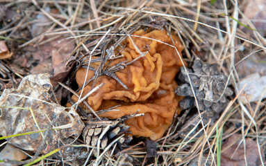 Mushroom lines giant in the forest.