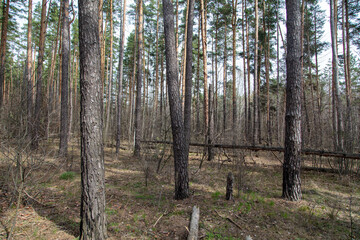 Trunks of coniferous trees in the forest as a background.
