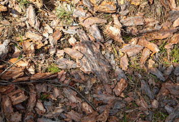 Pine bark on the ground as a background.