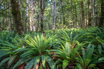 Rainforest of beech trees and forest floor cover of crown fern