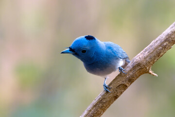 Black-naped monarch or black-naped blue flycatcher (Hypothymis azurea) photographed in Mumbai in Maharashtra, India