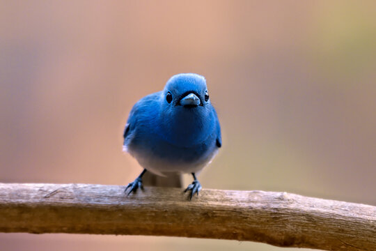 Black-naped monarch or black-naped blue flycatcher (Hypothymis azurea) photographed in Mumbai in Maharashtra, India