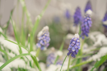Blue Muscari flowers close up. A group of Grape hyacinth blooming in the spring, closeup with selective focus