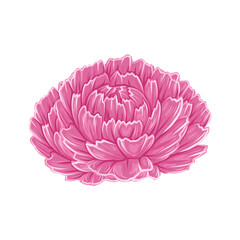 Vector illustration of lush peony flower head isolated from background. Cartoon floral clipart with petals
