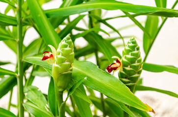The Blooming Ginger Plant