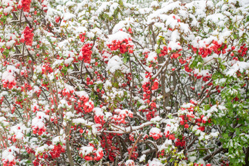 spring flowers under the snow