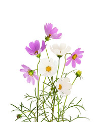 Purple and white cosmos flowers isolated