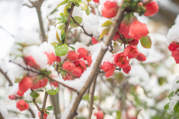 spring flowers under the snow